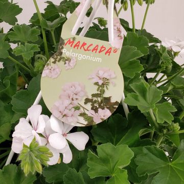 Pelargonium MARCADA WHITE