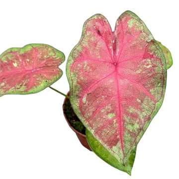 Caladium 'Sexy Pink'
