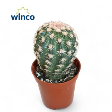 Echinocereus pectinatus