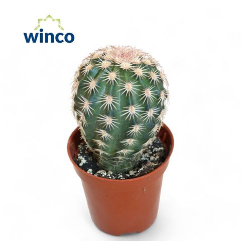 Echinocereus pectinatus