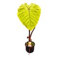 Colocasia 'Hybrid Oriole'
