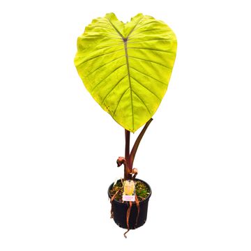 Colocasia 'Hybrid Oriole'
