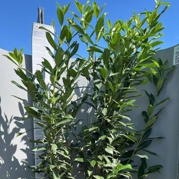 Prunus laurocerasus 'Caucasica'