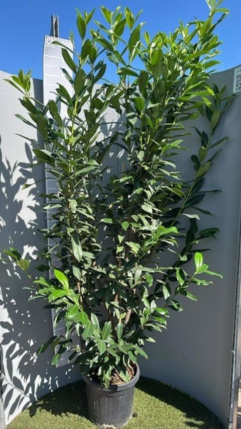 Prunus laurocerasus 'Кавказика'