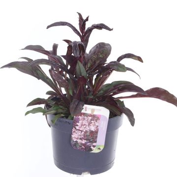 Penstemon HARLEQUIN MIX