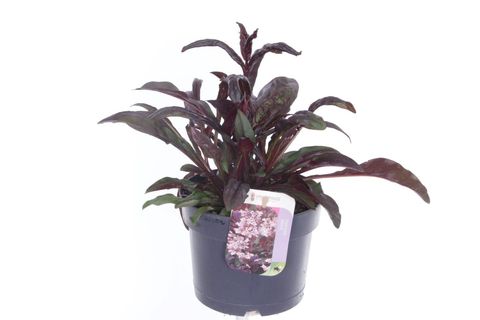 Penstemon HARLEQUIN MIX