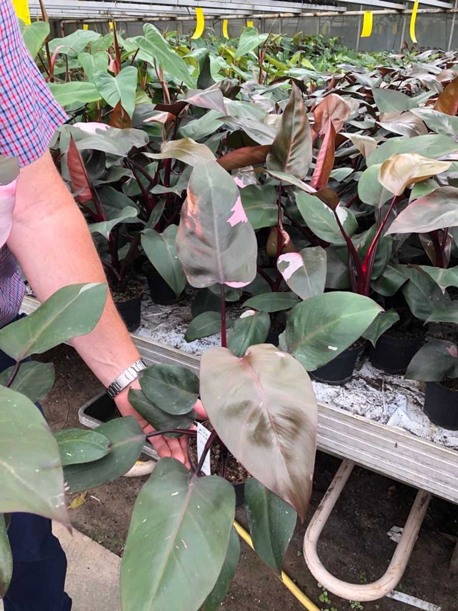 Philodendron Pink Princess P13 Cm H30 Cm Plant Wholesale Floraccess