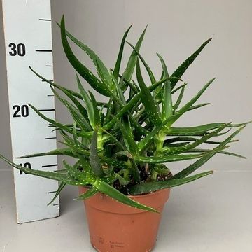 Aloe kedongensis