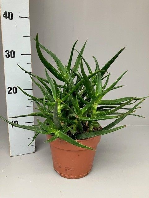 Aloe kedongensis