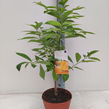Diospyros lotus