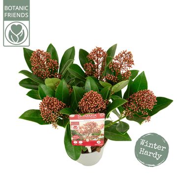 Skimmia japonica 'Rubella'