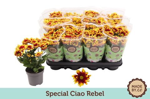 Chrysanthemum CIAO REBEL