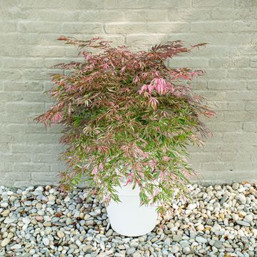 Acer palmatum 'Extravaganza'