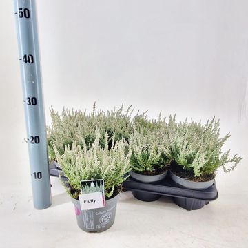 Calluna vulgaris GARDEN GIRLS FLUFFY