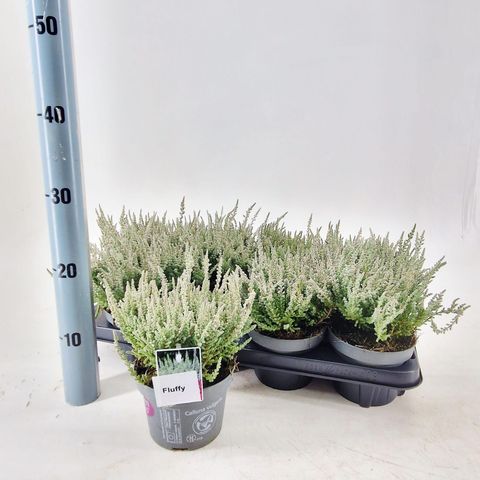 Calluna vulgaris GARDEN GIRLS FLUFFY