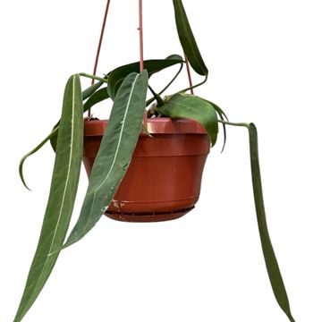 Anthurium pallidiflorum
