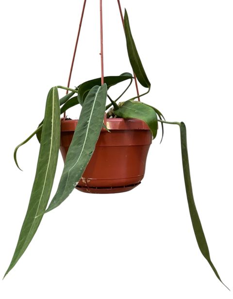 Anthurium pallidiflorum