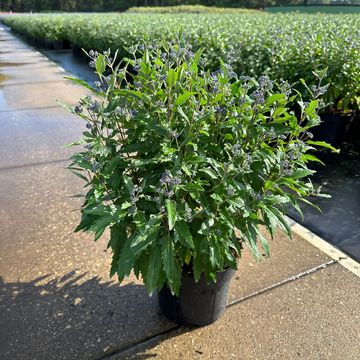 Caryopteris x clandonensis GRAND BLEU