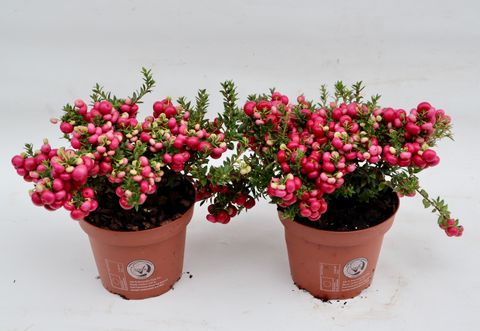 Gaultheria mucronata