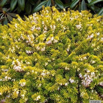 Erica carnea 'Golden Starlet'