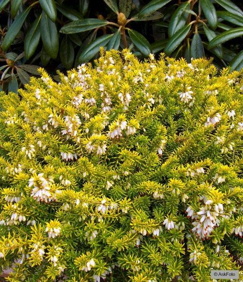 Erica carnea 'Golden Starlet'