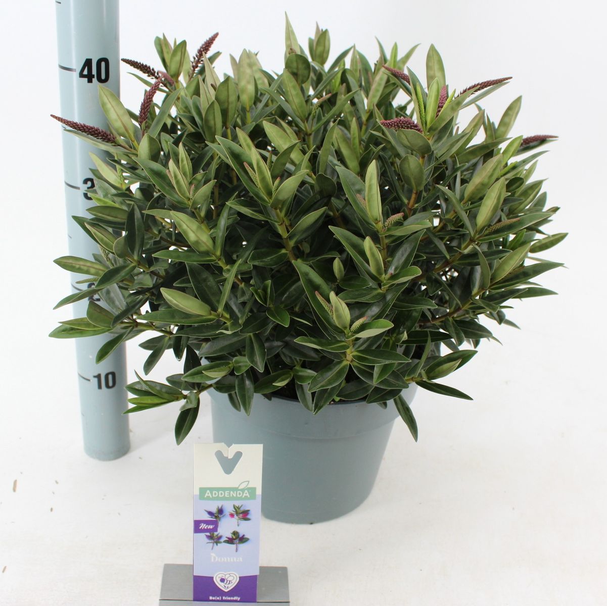 Hebe HEBEDONNA BRITTA IMPROVED — Plant Wholesale FlorAccess