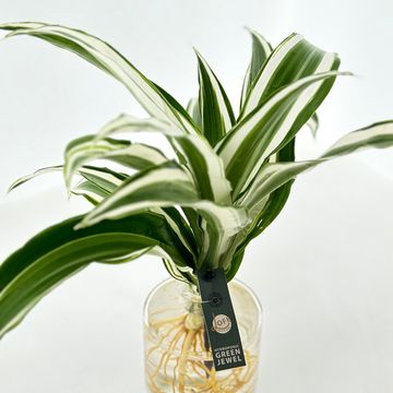 Аранжування Dracaena