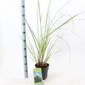 Cortaderia selloana 'Evita'