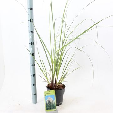 Cortaderia selloana 'Evita'