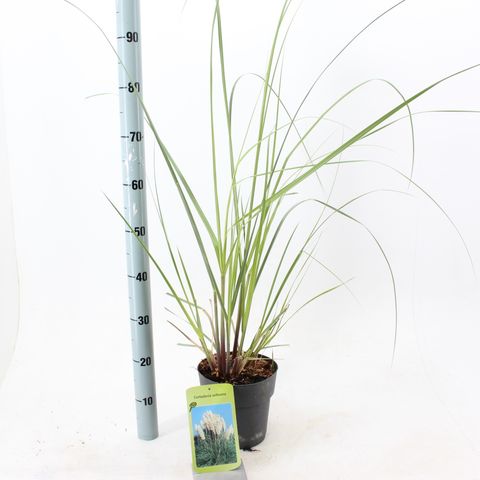 Cortaderia selloana 'Evita'