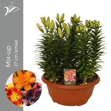 Lilium ASIAN HYBRID MIX