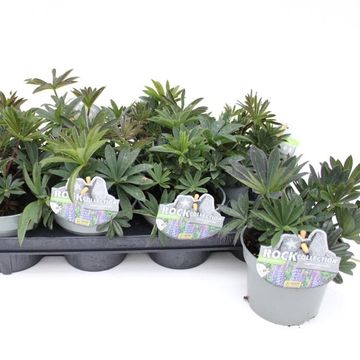 Lupinus polyphyllus MIX