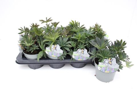 Lupinus polyphyllus MIX