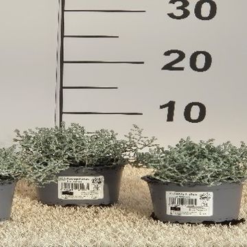 Leucophyta brownii