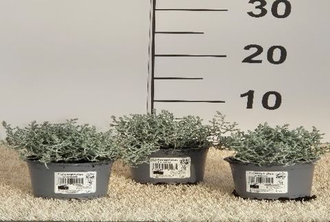 Leucophyta brownii