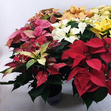 Euphorbia pulcherrima MIX