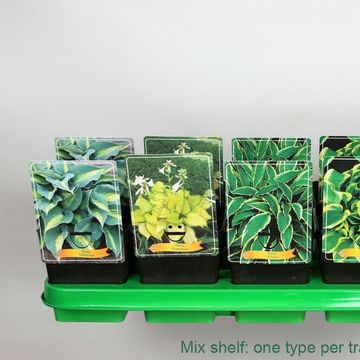 Hosta MIX