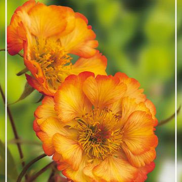 Geum 'Mango Lassi'