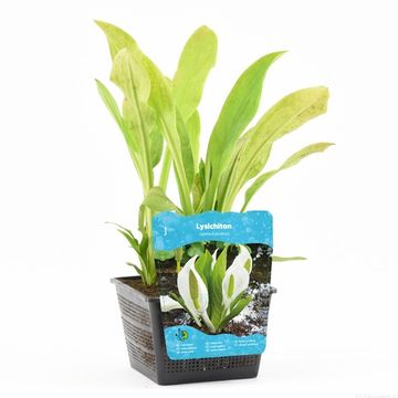 Lysichiton camtschatcensis