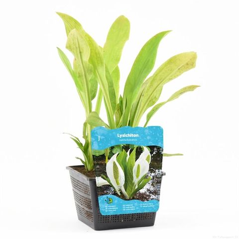 Lysichiton camtschatcensis