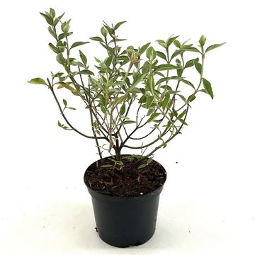 Cistus 'Silver Pink'