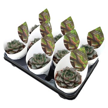 Echeveria purpusorum