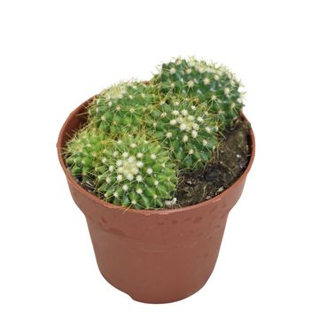 Mammillaria marksiana