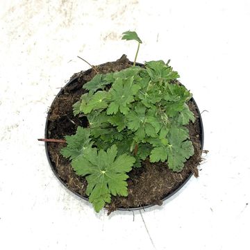 Geranium macrorrhizum 'Ingwersen's Variety'