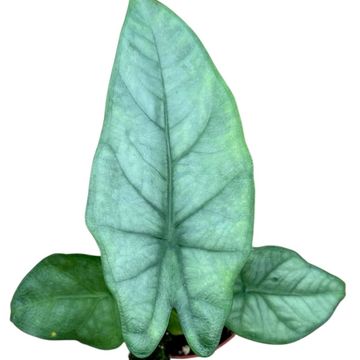 Alocasia heterophylla 'Corazon'