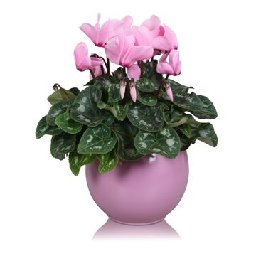 Cyclamen persicum SUPER SERIE S ALLURE MIX