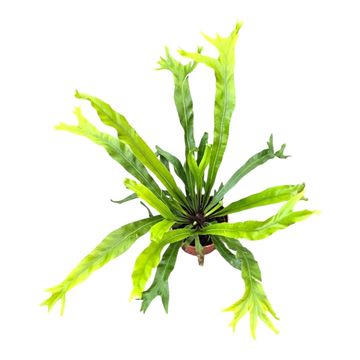 Asplenium nidus