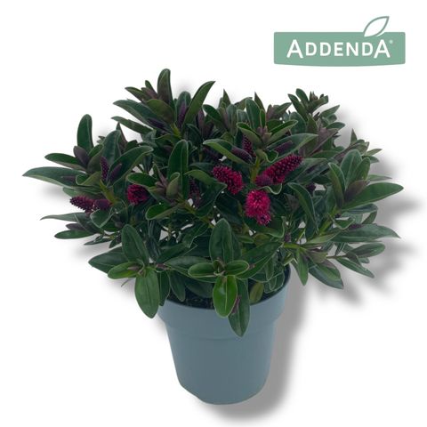 Hebe ADDENDA DONNA RED