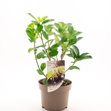Aronia x prunifolia 'Nero'