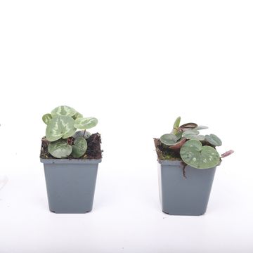 Cyclamen persicum 'Outsider Rose'